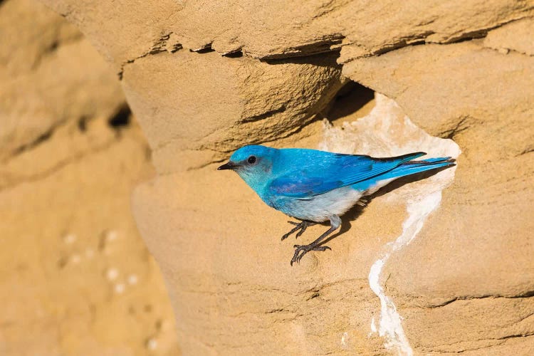 Wyoming, Sublette County. Male Mountain Bluebird leaves the nest sight in a sandstone cliff