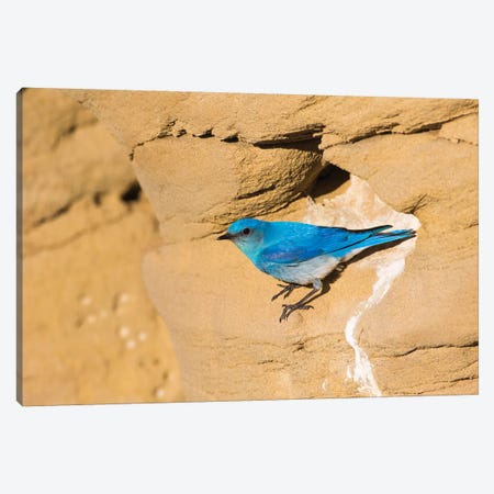 Wyoming, Sublette County. Male Mountain Bluebird leaves the nest sight in a sandstone cliff Canvas Print #EBO31} by Elizabeth Boehm Canvas Artwork