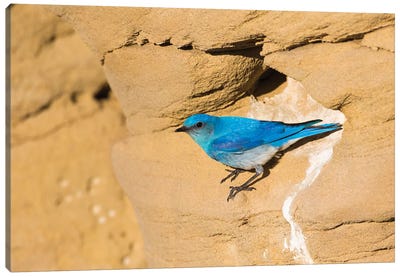 Wyoming, Sublette County. Male Mountain Bluebird leaves the nest sight in a sandstone cliff Canvas Art Print