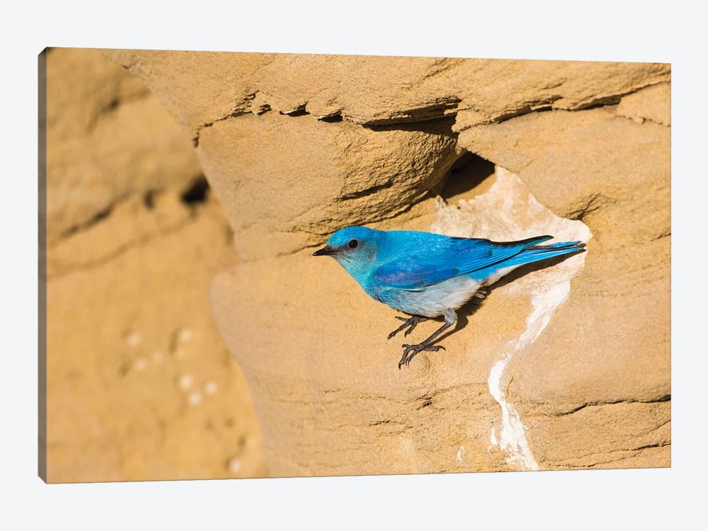 Wyoming, Sublette County. Male Mountain Bluebird leaves the nest sight in a sandstone cliff by Elizabeth Boehm 1-piece Canvas Wall Art