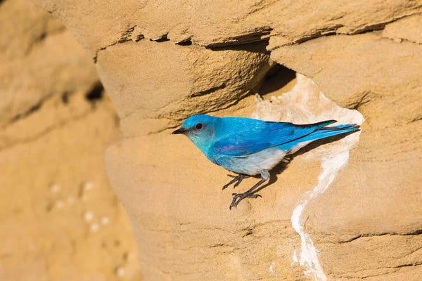 Elizabeth Boehm: Wyoming, Sublette County. Male Mountain Bluebird leaves the nest sight in a sandstone cliff by Elizabeth Boehm