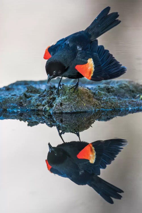 Wyoming, Sublette County. Pinedale, a male Red-winged Blackbird