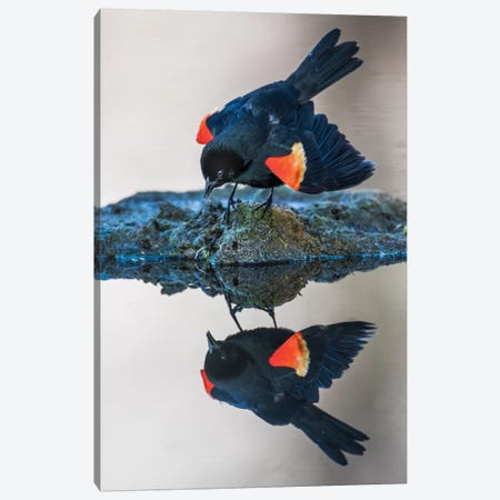Wyoming, Sublette County. Pinedale, a male Red-winged Blackbird Canvas Print #EBO32} by Elizabeth Boehm Canvas Art
