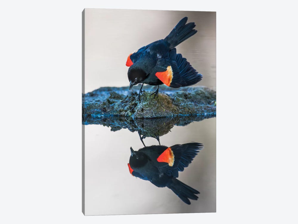 Wyoming, Sublette County. Pinedale, a male Red-winged Blackbird by Elizabeth Boehm 1-piece Canvas Art Print
