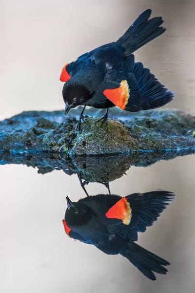 Elizabeth Boehm: Wyoming, Sublette County. Pinedale, a male Red-winged Blackbird by Elizabeth Boehm