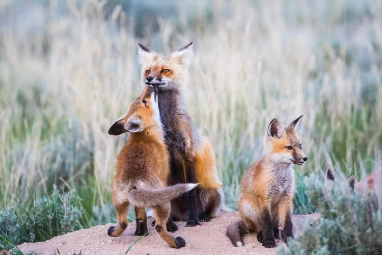 Wyoming, Sublette County. Red fox kit greets it's mom with a kiss as she returning to the den site.