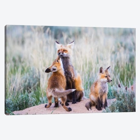 Wyoming, Sublette County. Red fox kit greets it's mom with a kiss as she returning to the den site. Canvas Print #EBO33} by Elizabeth Boehm Canvas Artwork