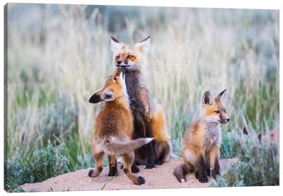Wyoming, Sublette County. Red fox kit greets it's mom with a kiss as she returning to the den site. Canvas Art Print