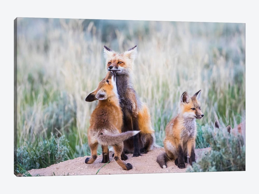 Wyoming, Sublette County. Red fox kit greets it's mom with a kiss as she returning to the den site. by Elizabeth Boehm 1-piece Canvas Wall Art