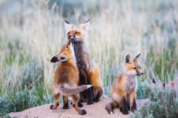 Elizabeth Boehm: Wyoming, Sublette County. Red fox kit greets it's mom with a kiss as she returning to the den site. by Elizabeth Boehm