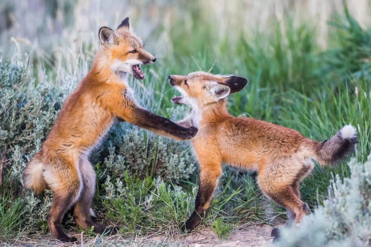 Wyoming, Sublette County. Two red fox kits playing in the sage brush near their den