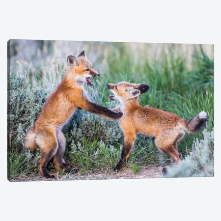 Wyoming, Sublette County. Two red fox kits playing in the sage brush near their den Canvas Print #EBO34} by Elizabeth Boehm Canvas Print