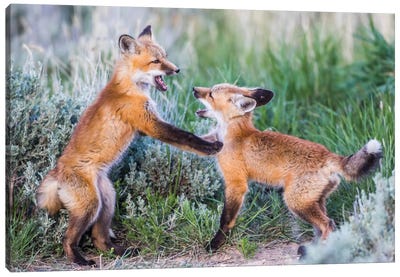 Wyoming, Sublette County. Two red fox kits playing in the sage brush near their den Canvas Art Print - Action Shot Photography