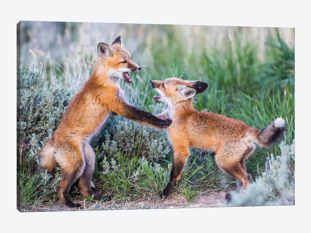 Wyoming, Sublette County. Two red fox kits playing in the sage brush near their den by Elizabeth Boehm 1-piece Art Print