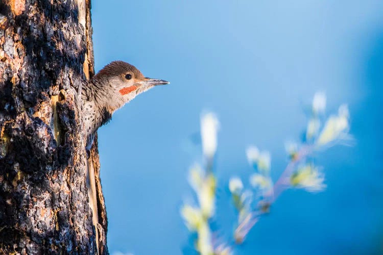 Wyoming, Sublette County. Young male Northern Flicker peering from it's nest cavity