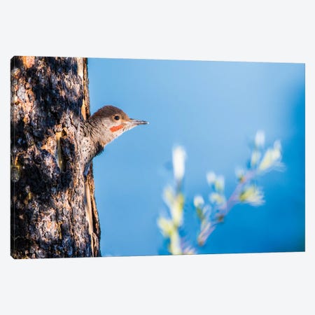 Wyoming, Sublette County. Young male Northern Flicker peering from it's nest cavity Canvas Print #EBO35} by Elizabeth Boehm Art Print