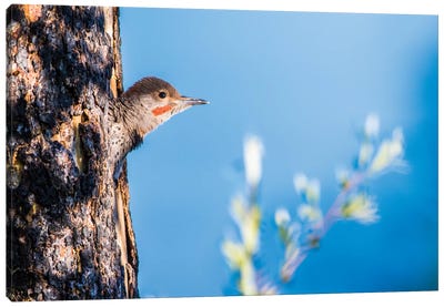 Wyoming, Sublette County. Young male Northern Flicker peering from it's nest cavity Canvas Art Print