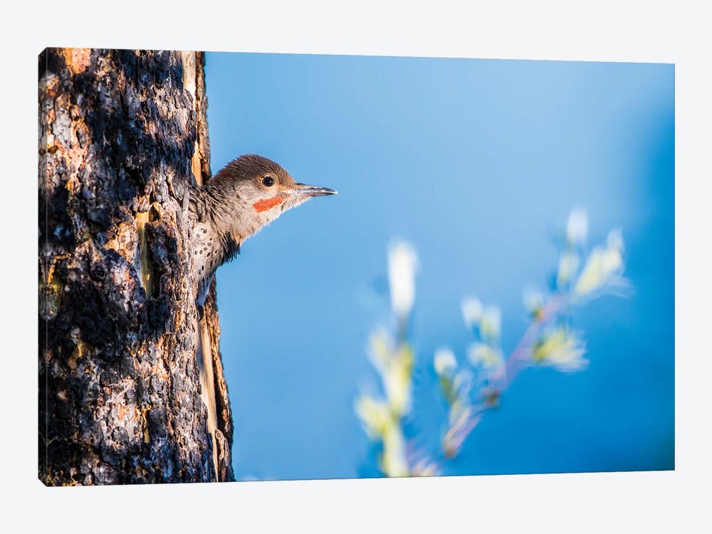 Wyoming, Sublette County. Young male Northern Flicker peering from it's nest cavity by Elizabeth Boehm 1-piece Canvas Wall Art