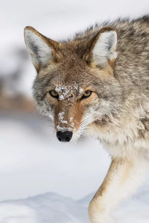 Wyoming, Yellowstone National Park, a coyote walking along the a snowy river during the wintertime.