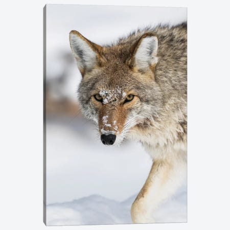 Wyoming, Yellowstone National Park, a coyote walking along the a snowy river during the wintertime. Canvas Print #EBO36} by Elizabeth Boehm Canvas Art Print