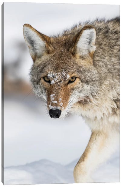 Wyoming, Yellowstone National Park, a coyote walking along the a snowy river during the wintertime. Canvas Art Print - Coyote Art