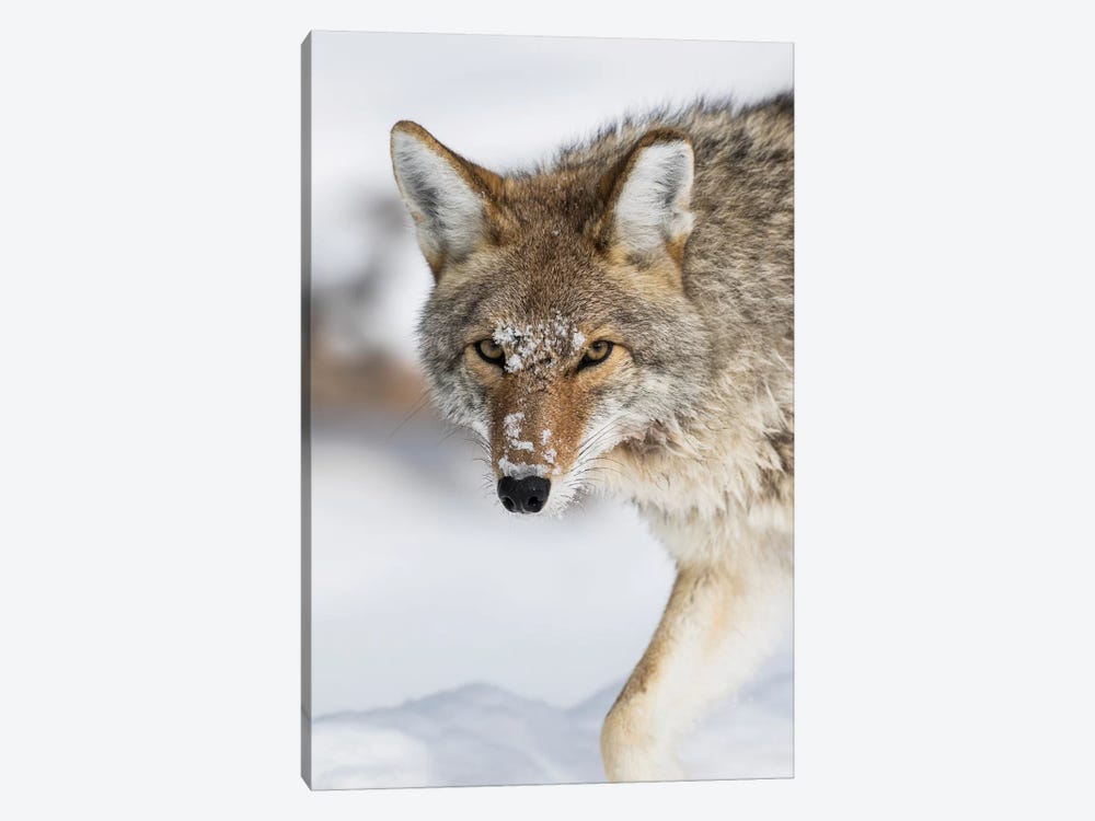 Wyoming, Yellowstone National Park, a coyote walking along the a snowy river during the wintertime. by Elizabeth Boehm 1-piece Art Print