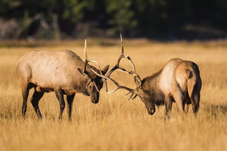 Wyoming, Yellowstone National Park, two young bull elk spar in the autumn grasses for dominance.