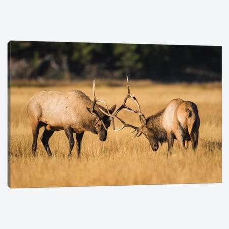 Wyoming, Yellowstone National Park, two young bull elk spar in the autumn grasses for dominance. Canvas Print #EBO37} by Elizabeth Boehm Art Print