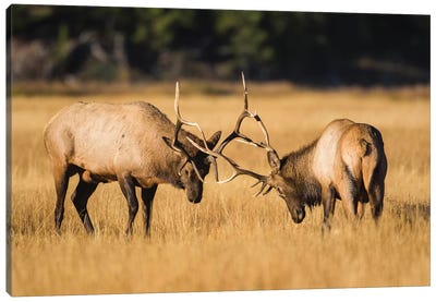 Wyoming, Yellowstone National Park, two young bull elk spar in the autumn grasses for dominance. Canvas Art Print - Wyoming Art