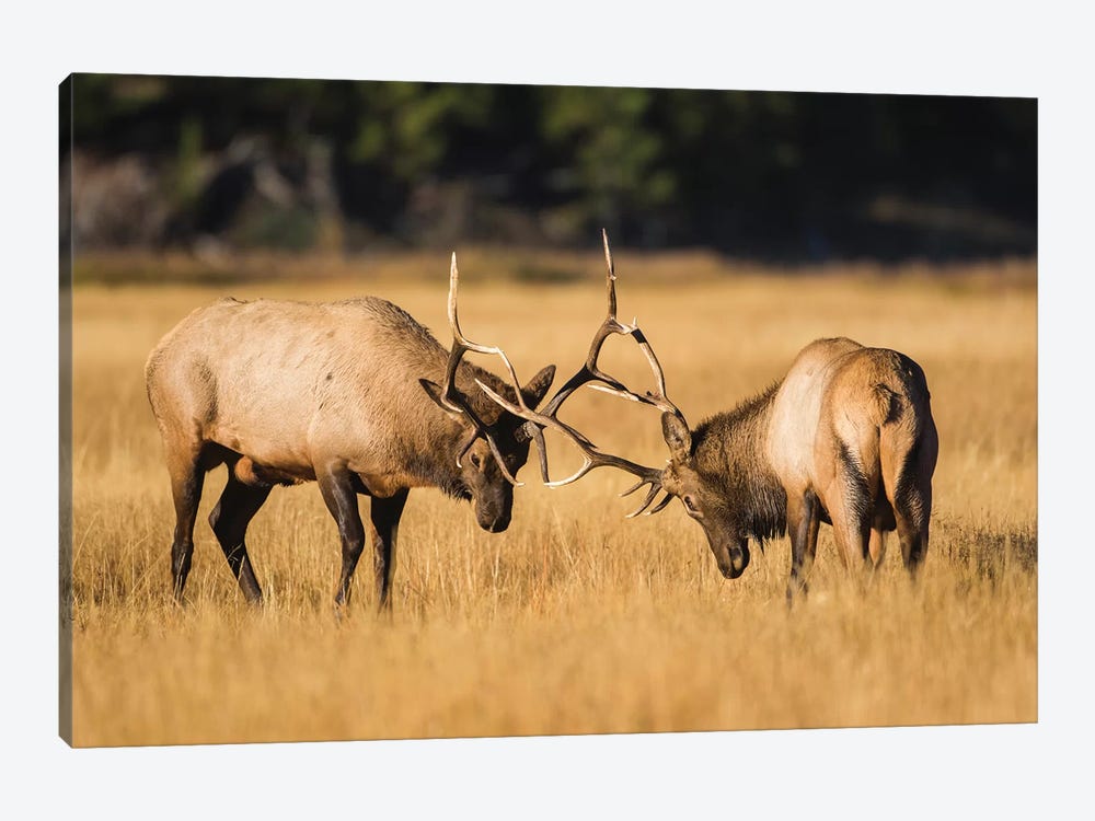 Wyoming, Yellowstone National Park, two young bull elk spar in the autumn grasses for dominance. by Elizabeth Boehm 1-piece Canvas Art