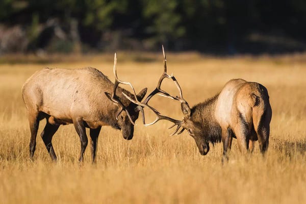 Elizabeth Boehm: Two Young Bull Elk Spar In The Autumn Grasses For Dominance. Wyoming, Yellowstone National Park by Elizabeth Boehm