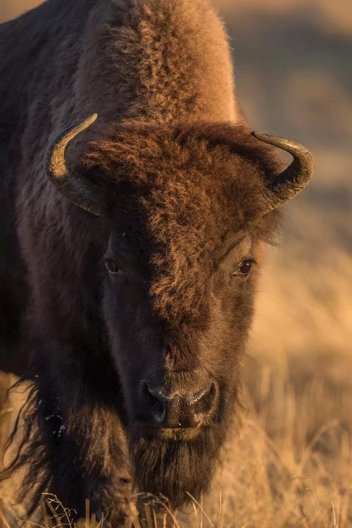 Wyoming. Yellowstone NP, cow bison poses for a in the autumn grasses along the Firehole River.