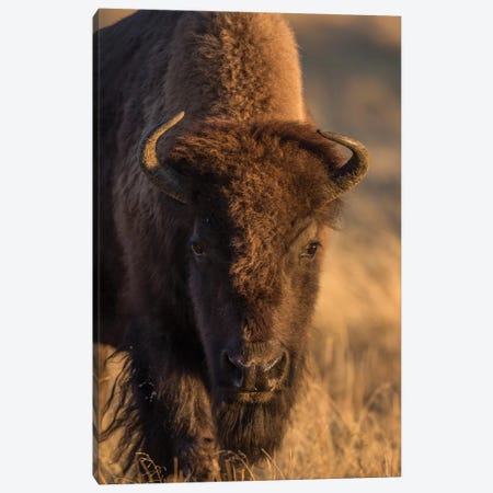 Wyoming. Yellowstone NP, cow bison poses for a in the autumn grasses along the Firehole River. Canvas Print #EBO38} by Elizabeth Boehm Canvas Art