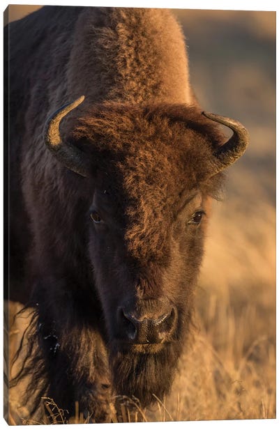 Wyoming. Yellowstone NP, cow bison poses for a in the autumn grasses along the Firehole River. Canvas Art Print