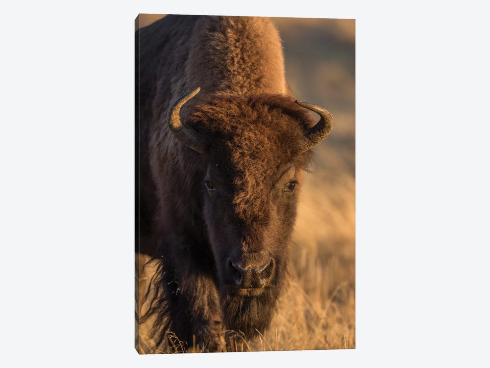 Wyoming. Yellowstone NP, cow bison poses for a in the autumn grasses along the Firehole River. by Elizabeth Boehm 1-piece Canvas Print