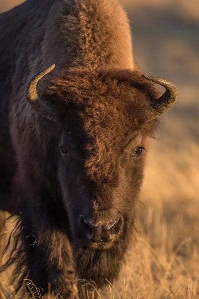 Elizabeth Boehm: Wyoming. Yellowstone NP, cow bison poses for a in the autumn grasses along the Firehole River. by Elizabeth Boehm