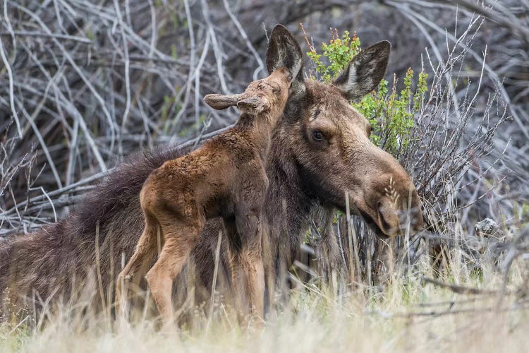 USA, Wyoming, newborn moose calf nuzzles it's mother in a willow patch.