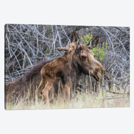 USA, Wyoming, newborn moose calf nuzzles it's mother in a willow patch. Canvas Print #EBO6} by Elizabeth Boehm Canvas Art Print