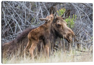 USA, Wyoming, newborn moose calf nuzzles it's mother in a willow patch. Canvas Art Print - Moose Art