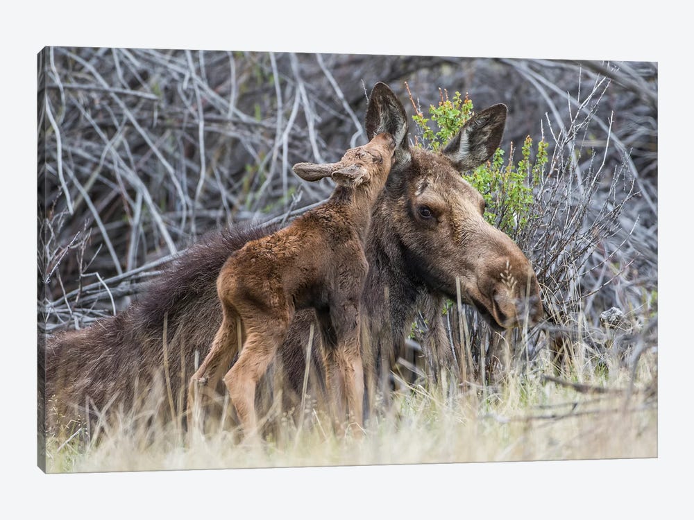 USA, Wyoming, newborn moose calf nuzzles it's mother in a willow patch. by Elizabeth Boehm 1-piece Canvas Art Print