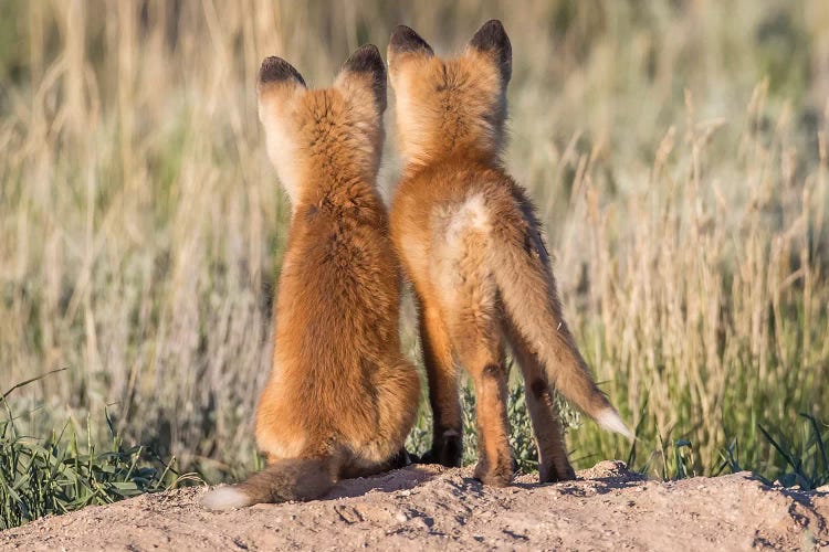 Two Young Fox Kits Watch From Their Den For A Parent To Return With Dinner, USA, Wyoming, Sublette County.