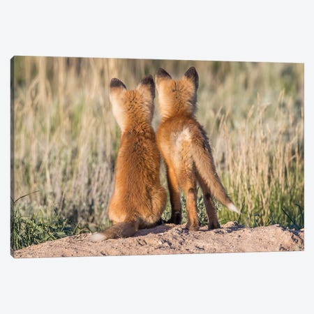Two Young Fox Kits Watch From Their Den For A Parent To Return With Dinner, USA, Wyoming, Sublette County. Canvas Print #EBO7} by Elizabeth Boehm Art Print