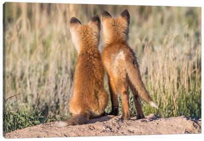 Two Young Fox Kits Watch From Their Den For A Parent To Return With Dinner, USA, Wyoming, Sublette County. Canvas Art Print