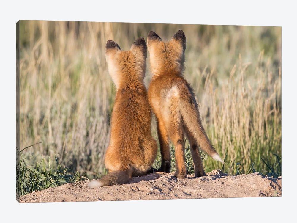 Two Young Fox Kits Watch From Their Den For A Parent To Return With Dinner, USA, Wyoming, Sublette County. by Elizabeth Boehm 1-piece Canvas Art
