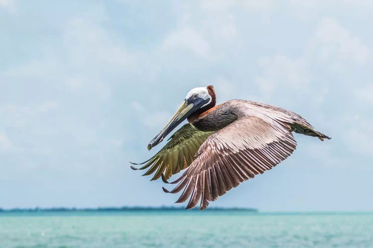 Belize, Ambergris Caye. Adult Brown Pelican flies over the Caribbean Sea