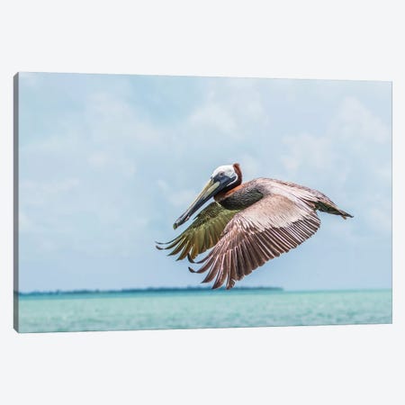 Belize, Ambergris Caye. Adult Brown Pelican flies over the Caribbean Sea Canvas Print #EBO8} by Elizabeth Boehm Canvas Artwork
