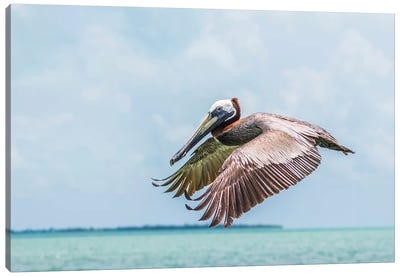 Belize, Ambergris Caye. Adult Brown Pelican flies over the Caribbean Sea Canvas Art Print