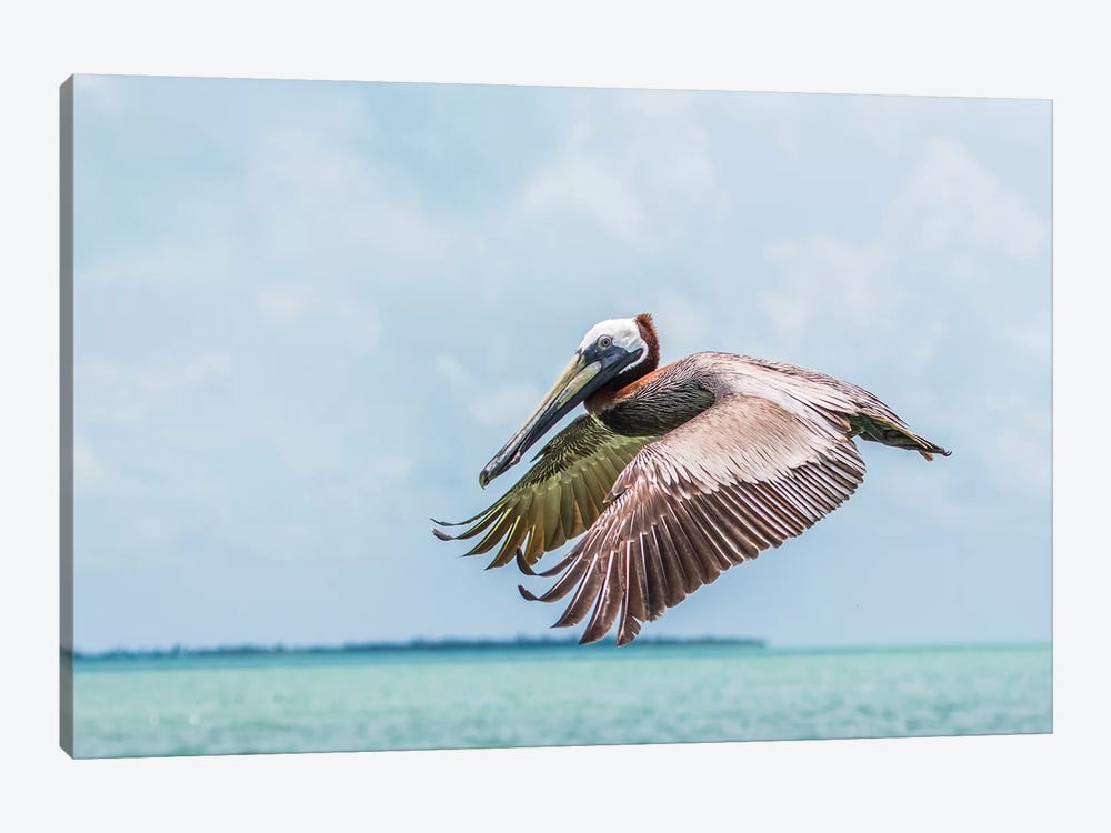 Belize, Ambergris Caye. Adult Brown Pelican flies over the Caribbean Sea by Elizabeth Boehm 1-piece Canvas Print