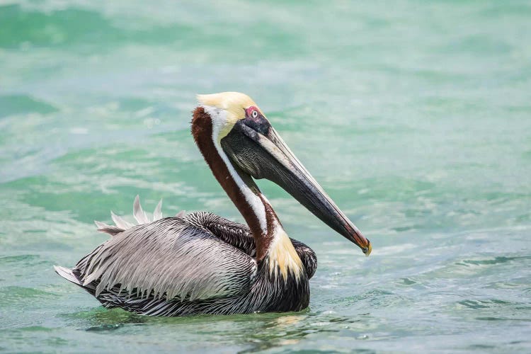 Belize, Ambergris Caye. Adult Brown Pelican floats on the Caribbean Sea.