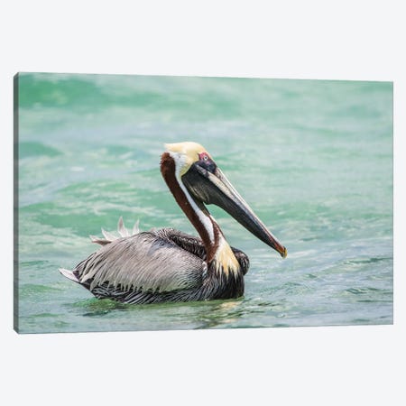 Belize, Ambergris Caye. Adult Brown Pelican floats on the Caribbean Sea. Canvas Print #EBO9} by Elizabeth Boehm Canvas Wall Art